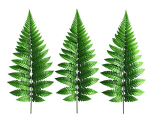 Three vibrant fern fronds against a black background