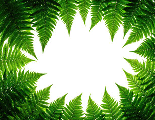 Dark circular cutout framed by fern fronds