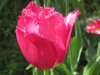 Zbliżenie na różowe kwiaty tulipana strzępiastego © Kumulugma