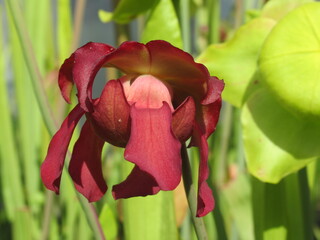 Zbliżenie na czerwone kwiaty rośliny z gatunku sarracenia © Kumulugma