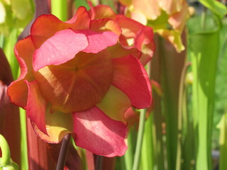 Zbliżenie na czerwone kwiaty rośliny z gatunku sarracenia © Kumulugma