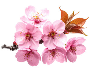 Close-up of a delicate pink cherry blossom branch (1)