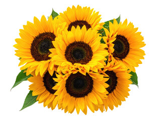 Cluster of vibrant yellow sunflowers