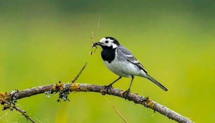 Obraz premium A small, black and white bird perches on a branch, holding a twig in its beak, against a blurry green backdrop