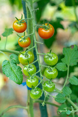 菜園のミニトマト