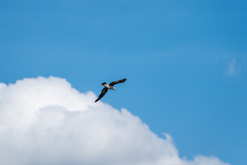 空を飛ぶかもめ