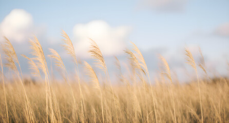 Obraz premium Golden Grass Landscape
