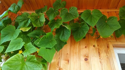 Growing cucumbers on a balcony in a greenhouse at home. High quality photo