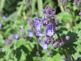 Zbliżenie na kwiaty kocimiętki © Kumulugma