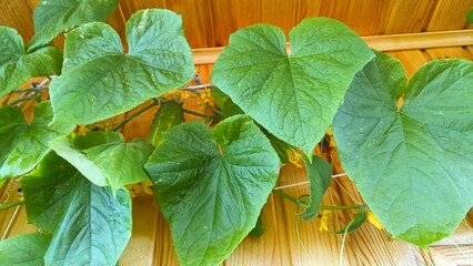 Growing cucumbers on a balcony in a greenhouse at home. High quality photo