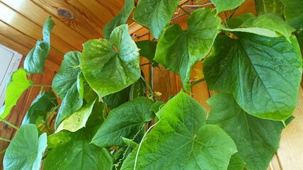 Growing cucumbers on a balcony in a greenhouse at home. High quality photo