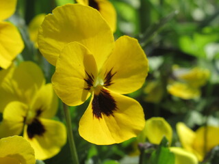 Zbliżenie na kwiat bratka © Kumulugma