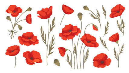 Red poppy flowers. Set of flat poppies on white background. Vector botanical elements