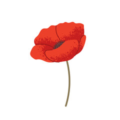 Red poppy on white background. Flat drawn flower, vector botanical element