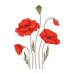 Red poppy branches on white background. Bouquet of wildflowers, flat drawn flowers. Vector botanical element