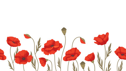 Seamless bottom border with poppies. Wildflowers frame, vector botanical background for design
