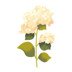 White hydrangea branch, isolated. Flat drawn flower, blooming tree branch