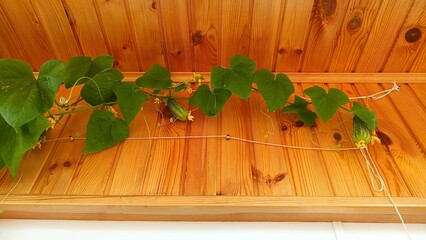 Growing cucumbers on a balcony in a greenhouse at home. High quality photo