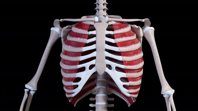 External Intercostalis Muscle Movement