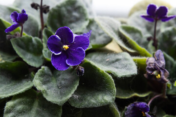 Vibrant purple African violets bloom among lush green leaves in a natural setting
