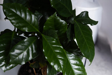 Indoor coffee plant with vibrant green leaves growing in a small pot near a white object