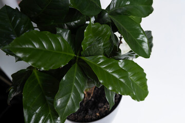 Green coffee plant thriving in a modern pot on a white surface indoors