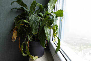 Indoor plant with yellowing leaves placed by a window on a cloudy day in a modern apartment setting