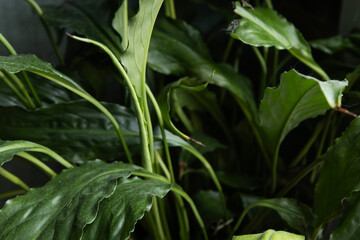 Lush green plants create a vibrant indoor garden setting in soft natural light