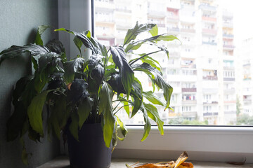 Indoor plant by the window with city buildings in the background on a cloudy day