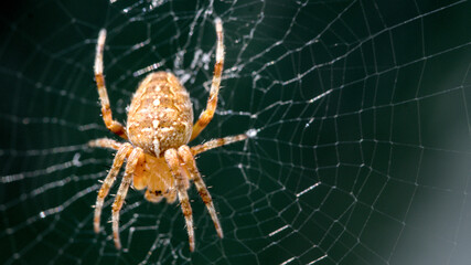 Close-up macro of a European garden spider meticulously perched in its intricate, dewy web, isolated against a dark background, highlighting arachnid details and natural geometry.