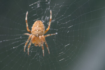 Close-up macro of a European garden spider meticulously perched in its intricate, dewy web,...