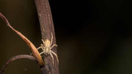 Close-up macro shot of a pale spider camouflaged on a dry, textured branch, isolated against a dark, blurred background, highlighting intricate arachnid details in its natural habitat.