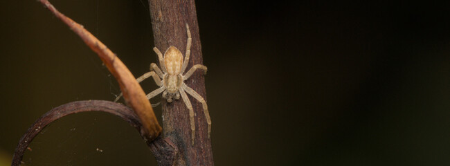 Close-up macro shot of a pale spider camouflaged on a dry, textured branch, isolated against a dark, blurred background, highlighting intricate arachnid details in its natural habitat.
