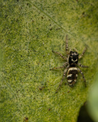 Close-up macro of a small jumping zebra spider with distinctive black and white patterns, perched on a textured green leaf, highlighting its intricate arachnid details.