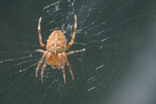 Close-up macro of a European garden spider meticulously perched in its intricate, dewy web, isolated against a dark background, highlighting arachnid details and natural geometry.