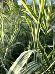 Green grass blades close-up in sunlight. Variegated ornamental grass