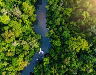 Naklejka premium Lush rainforest canopy with winding river