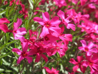 Zbliżenie na kwitnące floksy © Kumulugma