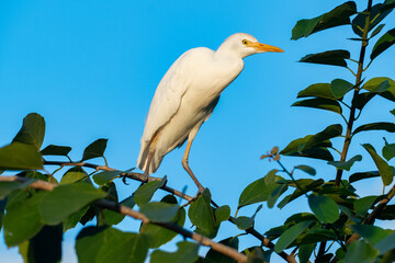 a cattle regret, Bubulcus ibis, watches the area