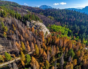 Aerial view of a mountainside after a wildfire, showing a mix of charred and vibrant trees. Patches of green foliage amidst burnt areas. A winding road is visible