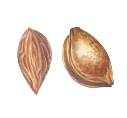 The stone and kernel of an apricot, hand-drawn. Watercolor illustration of a piece of fruit isolated on a white background. Clipart.