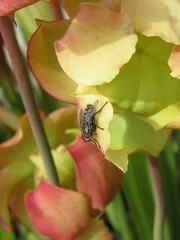 Zbliżenie na muchę siedzącą na płatku kwitnącej saracenii © Kumulugma