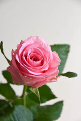 ピンクのばら