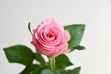 ピンクのばら
