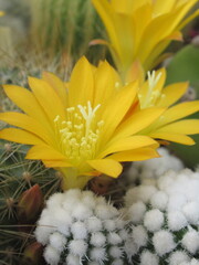 Zbliżenie na żółte kwiaty kaktusa © Kumulugma