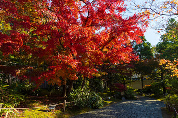 日本の風景・秋　兵庫県姫路市　紅葉の好古園