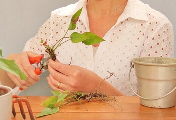 Closeup of woman pruning dried leaves of an anthurium plant. Gardening and plant care concept....