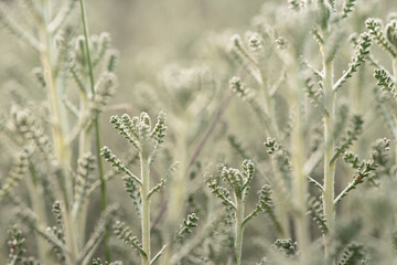 Misty Morning Light on Fuzzy Green Plants