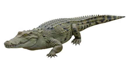 Isolated Crocodile in Natural Pose with Scaly Skin, Bony Plates, Strong Legs and Clawed Feet
