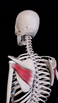 Infraspinatus Muscle Movement Vertical Video